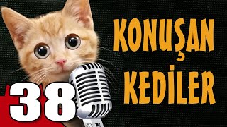 Konuşan Kediler 38  En Komik Kedi Videoları [upl. by Amla]