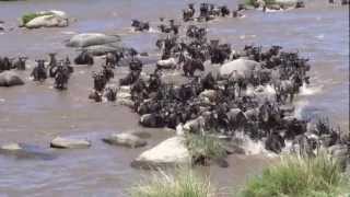 Wild Mara River Crossing 2 [upl. by Eilra489]