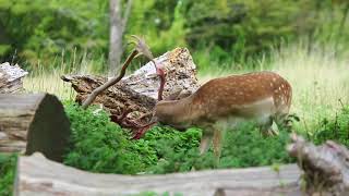 Fallow Deer shedding their velvet [upl. by Naoh510]