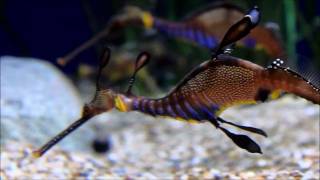 Sea Dragons and Seahorses [upl. by Stronski]