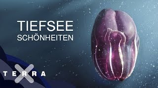 Unbekannte Tiere der Tiefsee [upl. by Jessa122]