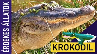 KROKODIL  Állatok gyerekeknek  Ismeretterjesztő  Természetfilm  Magyar szókincs bővítése [upl. by Nichy607]