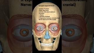 Corrugator Supercili motivation anatomy humananatomy humanbody humanphysiology [upl. by Charline]