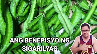 MGA BENEPISYO NG GULAY NA SIGARILYAS [upl. by Oitaroh651]