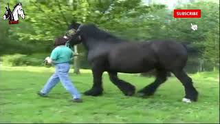 Big Black American Clydesdale Horse Breed at Equine Breeder Stable [upl. by Nocaj472]