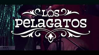 LOS PELAGATOS EN VIVO  Videoclip oficial [upl. by Dominga]