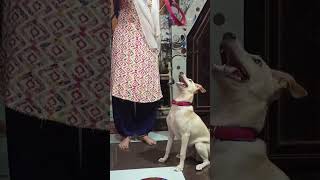 dogsong dogvideo shortvideos [upl. by Welcome]