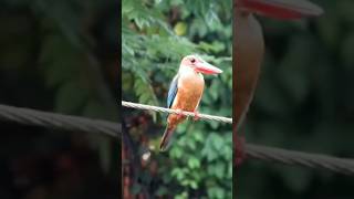 Storkbilled Kingfisher 💕pls subscribe🙏 [upl. by Ijat224]