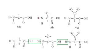 Biochemie 4 aminozuren peptide dipeptide polypeptide [upl. by Leupold]