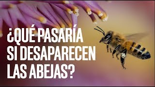 ¿Qué pasaría si desaparecen las abejas [upl. by Anyotal834]