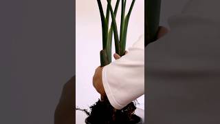 Repotting Strelitzia nicolai birds of paradise plant indoorplantcare plantshorts indoorsplants [upl. by Erinn]