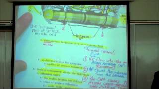 ANATOMY SKELETAL MUSCLE HISTOLOGY by Professor Fink [upl. by Oatis]