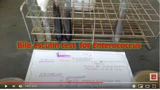 Bile Esculin Test enterococcus [upl. by Imeaj]