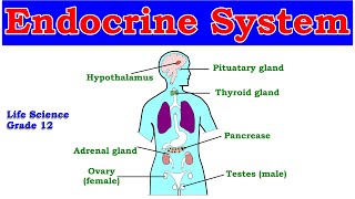 Endocrine System  Hormones and their functions  Life science grade 12 [upl. by Marne389]