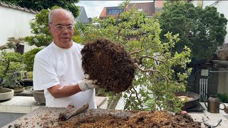 Pruning amp replanting Satsuki bonsais [upl. by Hildegarde]