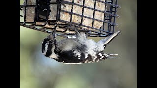 Suet Feeders and How to Choose One [upl. by Lyudmila]