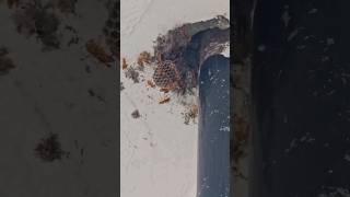 Found a Hornets Nest hornet bee explore Nest shorts [upl. by Petula462]