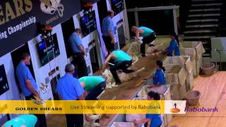 Open Shearing Heats  Golden Shears 2014 [upl. by Gladys]