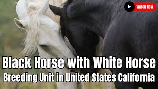 Black Horse With white Horse Breeding Unit in United States California [upl. by Brookes864]