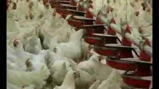 The Hatching Egg Industry  Part 2 [upl. by Burger]