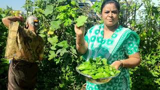 ಹಳ್ಳಿ ಸೊಗಡಿನ ಸೊಪ್ಸಾರು  Village style soppu saru  Massoppu Sambar recipe in Kannada [upl. by Nnylyrehc]