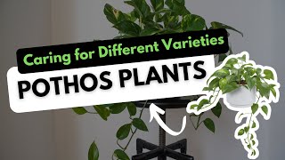 Pothos Plants Identifying and Caring for Different Types [upl. by Eeresid]