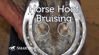 Horse Hoof Bruising [upl. by Sperling946]