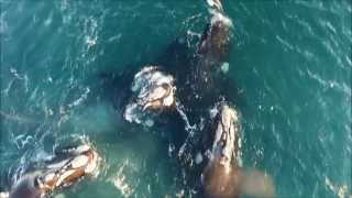 Drone Ballenas Puerto Madryn [upl. by Arebma]