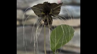 Growing the Black Bat Flower Tacca chantrieri [upl. by Loseff98]