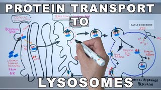 Lysosomal Protein Targeting [upl. by Ainesej]