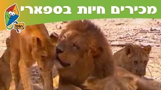 מכירים חיות בספארי אריה  מסלול הופ בספארי [upl. by Sulihpoeht]