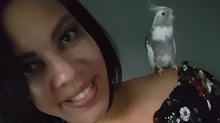 Tips for Gaining Your Cockatiels Trust [upl. by Eniaral]