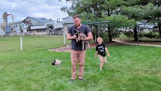 Our Last Available Puppy amp Grooming A Norwegian Elkhound [upl. by Aletta]