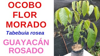 OCOBO FLOR MORADO Tabebuia rosea GUAYACÁN ROSADO [upl. by Balch]