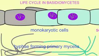 FUNGI LIFE CYCLE IN BASIDIOMYCETES [upl. by Brag]