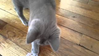 Chaton chartreux de 4 mois [upl. by Brout]