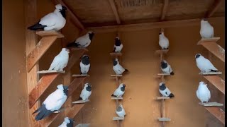 the world top beautiful and largest racing pigeons Loft [upl. by Eivi]