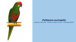 Video Encyclopedia of Parrot Species  206 Aratinga auricapillus [upl. by Ultima]