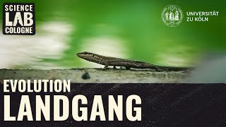 Evolution Landgang der Wirbeltiere [upl. by Ruhnke]