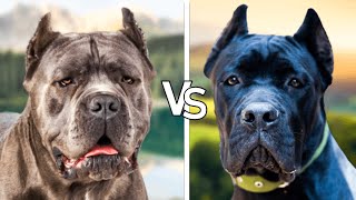 15Difference betwen Presa Canario vs Cane Corso [upl. by Ferrell]