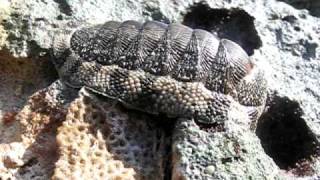 Moving Chiton Video [upl. by Urbas]