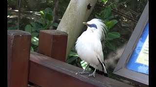 Bali Myna  Singing Eating and Taking a bath [upl. by Eyt]