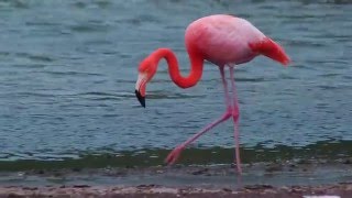 Flamingo Feeding in Galápagos [upl. by Chesney]