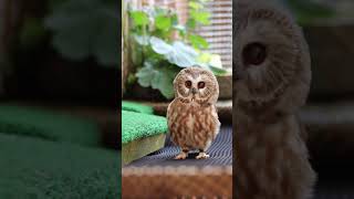 Tootsie a Northern Sawwhet Owl here at the Alaska Raptor Center showing off her facial disc [upl. by Suoirrad]