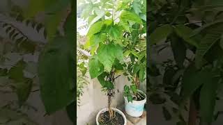 Rooftop garden tour 🌱🌿garden homegardening nature shorts [upl. by Sile]