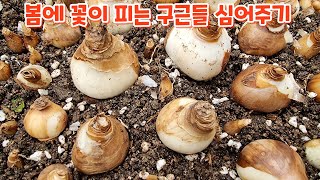 추식구근 심어주기 튜울립 후리지아 크로커스 수선화 히야신스 봄에 피는 구근 심어주기 [upl. by Pyszka493]