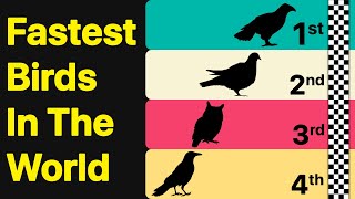 Fastest Birds In The World [upl. by Inaluiak]