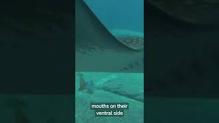 Giant Manta ray vs Stingray what is the difference [upl. by Mishaan44]