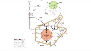 UNIDAD 2 Metabolismo Intermedio [upl. by Nadean]