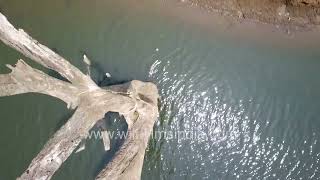 Birds eye view The beauty of Kabini national park [upl. by Leverick733]